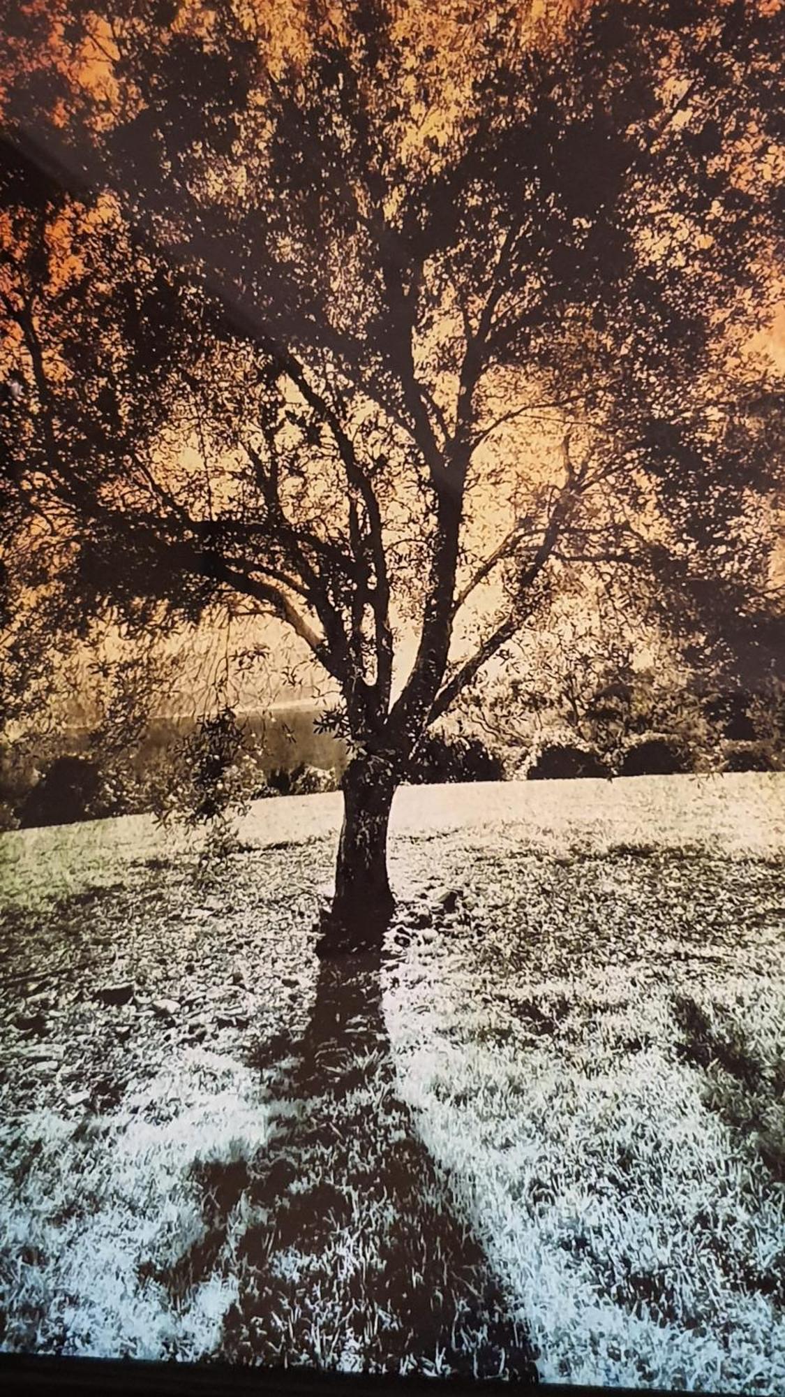 Bowral Road Art Gallery Bed And Breakfast Mittagong Dış mekan fotoğraf
