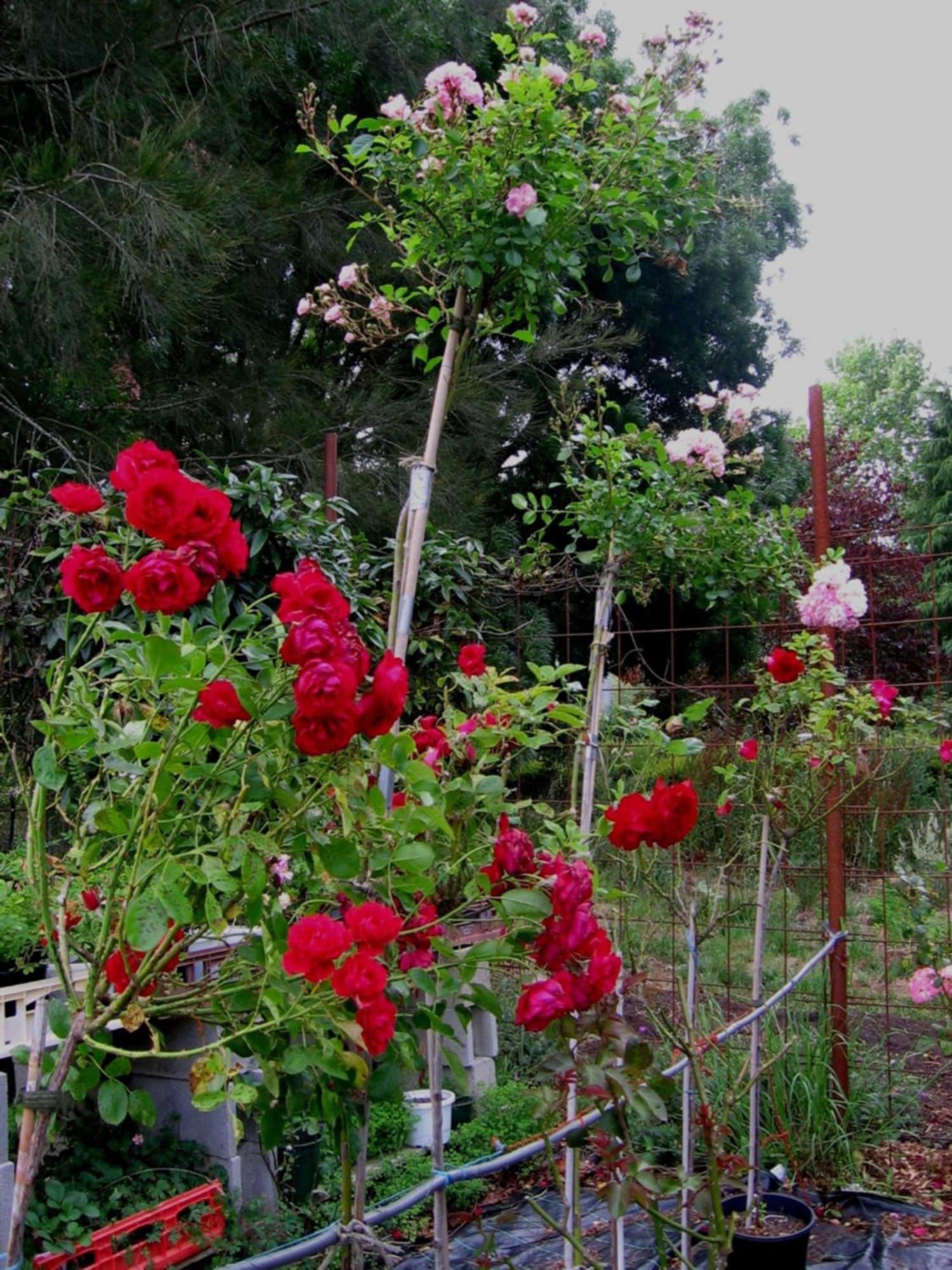 Bowral Road Art Gallery Bed And Breakfast Mittagong Dış mekan fotoğraf