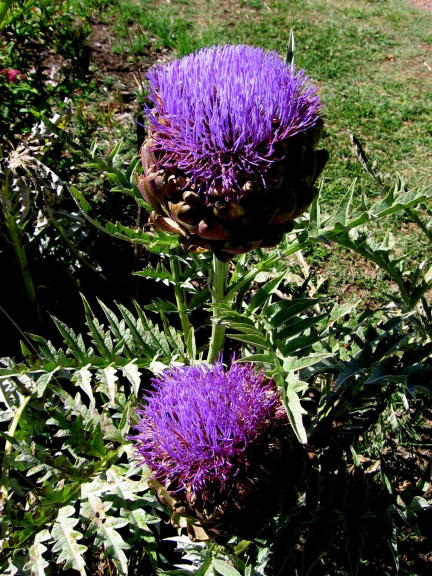 Bowral Road Art Gallery Bed And Breakfast Mittagong Dış mekan fotoğraf